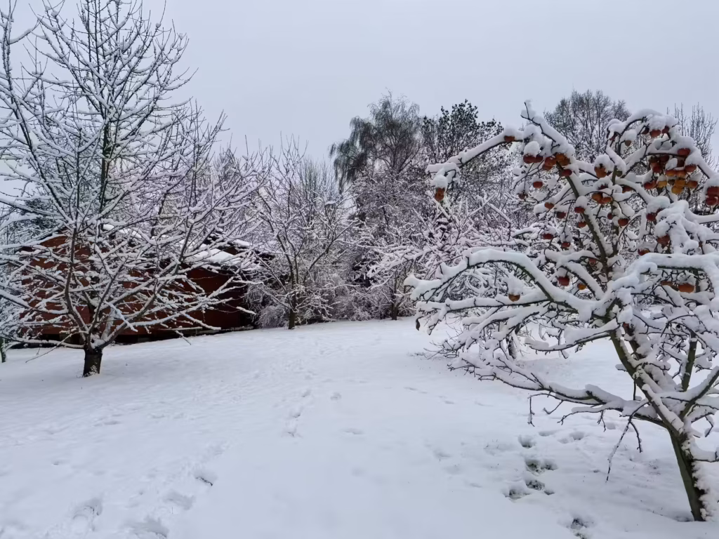 Snow-covered orchard at the dark retreat centre in winter