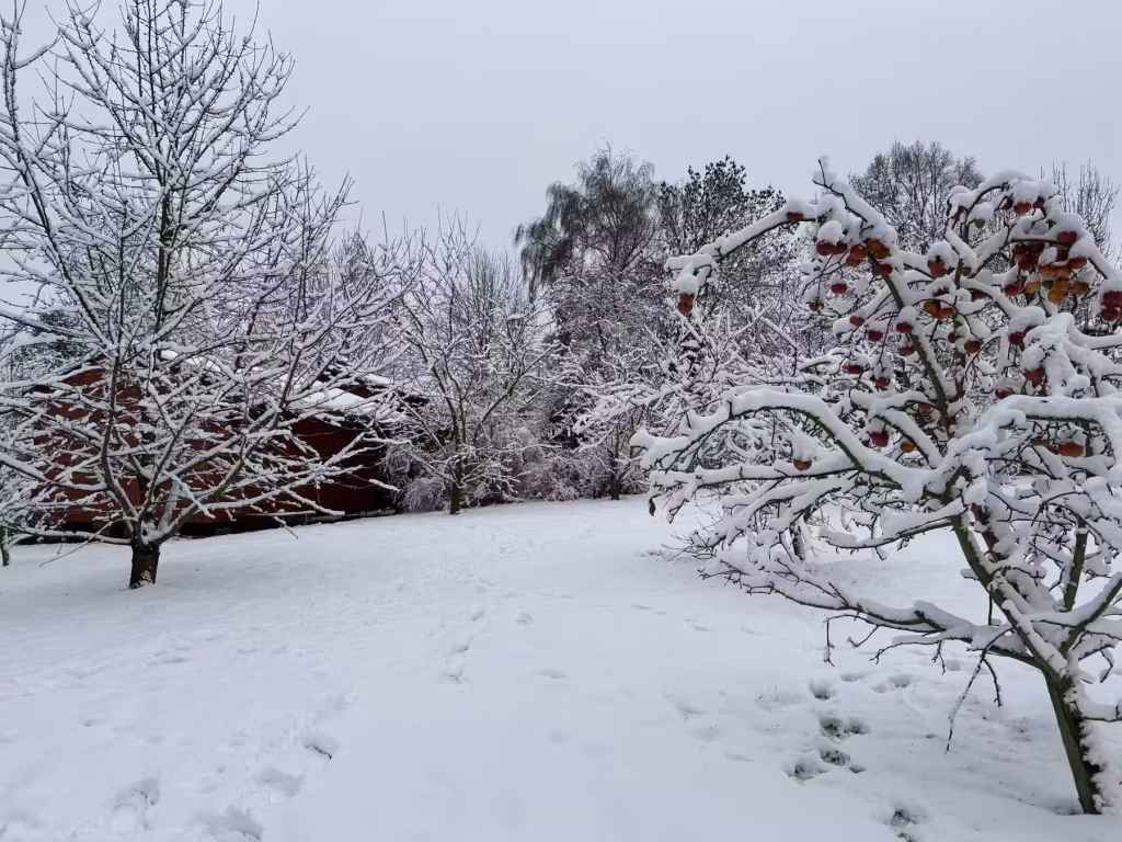 Huerto nevado en el centro de retiro de oscuridad en invierno